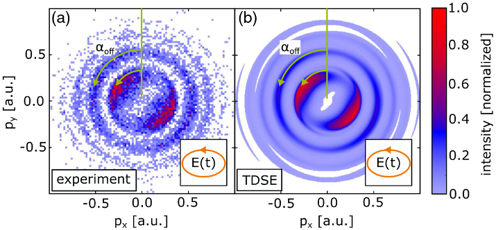 Measured and calculated photoelectron momentum distribution